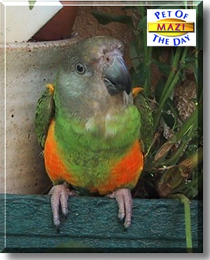 Mazi Wamukota, the Pet of the Day