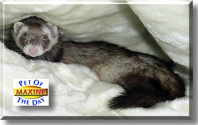 Maxine, the Pet of the Day