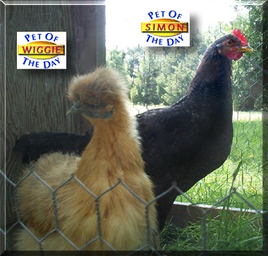 Wiggie and Simon, the Pet of the Day