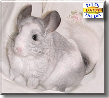 Daisy, the Pet of the Day