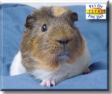Tefal, the Pet of the Day