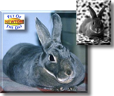 Newton, the Pet of the Day