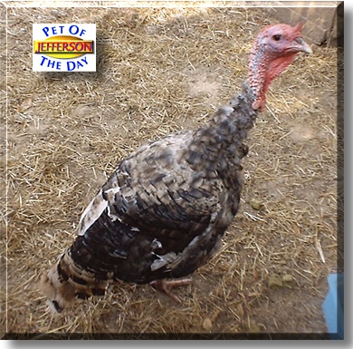 Jefferson, the Pet of the Day