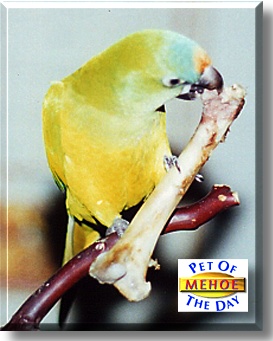 Mehoe, the Pet of the Day