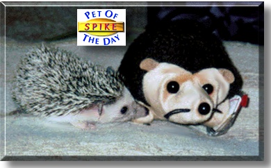 Spike, the Pet of the Day