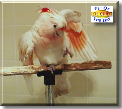 L'il Chief, the Pet of the Day