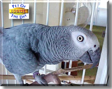 Louise, the Pet of the Day