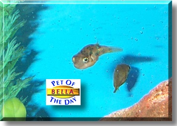 Bella Blowfish, the Pet of the Day