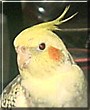 Joey