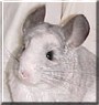 Daisy