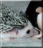 Spike