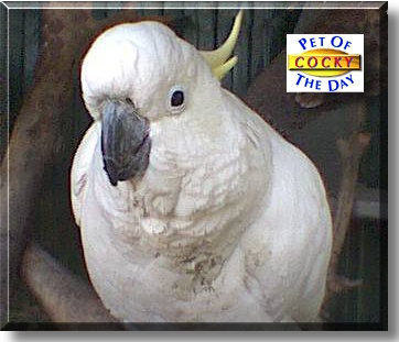 Cocky, the Pet of the Day