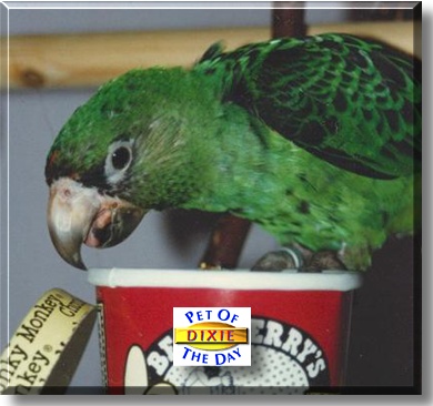 Dixie, the Pet of the Day