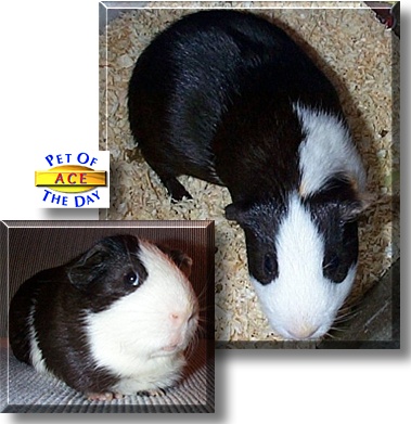 Ace, the Pet of the Day