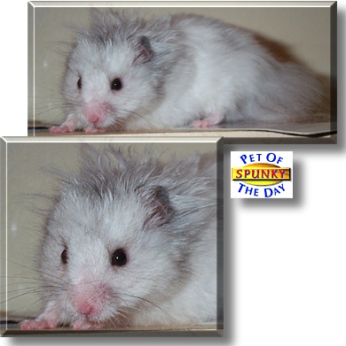 Spunky, the Pet of the Day