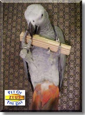 Zeus, the Pet of the Day
