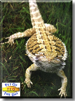 Teo, the Pet of the Day