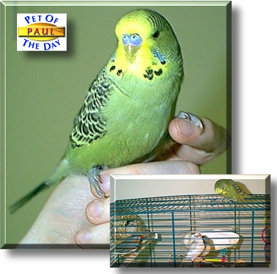 Paul, the Pet of the Day