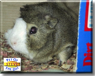 Steve, the Pet of the Day