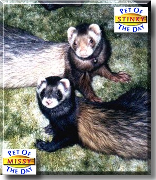 Missy, Stinky, the Pets of the Day