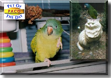 Paco, the Pet of the Day
