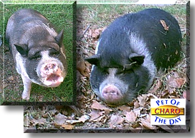 Charo, the Pet of the Day