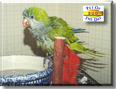Bud, the Pet of the Day