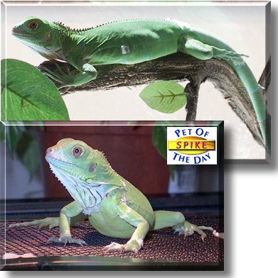 Spike, the Pet of the Day
