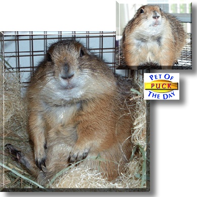 Puck, the Pet of the Day