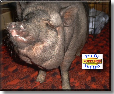 Porkchops, the Pet of the Day