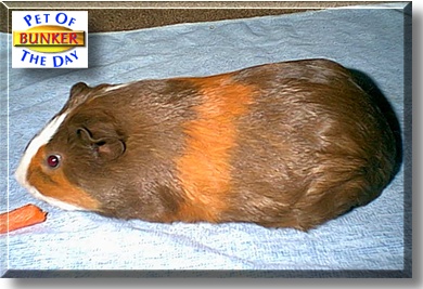 Bunker, the Pet of the Day