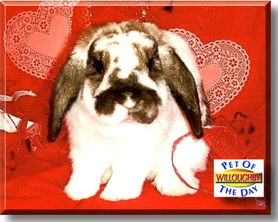 Willoughby, the Pet of the Day