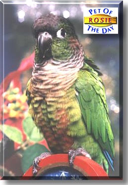 Rosie, the Pet of the Day