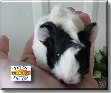 Precious, the Pet of the Day