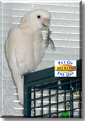 Merlin, the Pet of the Day