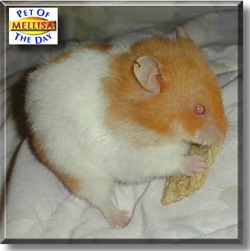 Mellisa, the Pet of the Day