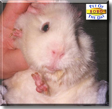 Bobo, the Pet of the Day