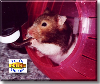 Chloe, the Pet of the Day