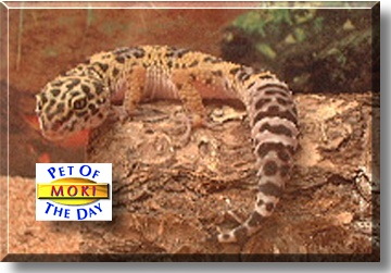 Moki, the Pet of the Day