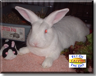 Calvin, the Pet of the Day