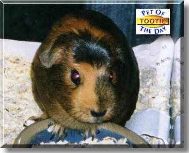 Tootie, the Pet of the Day
