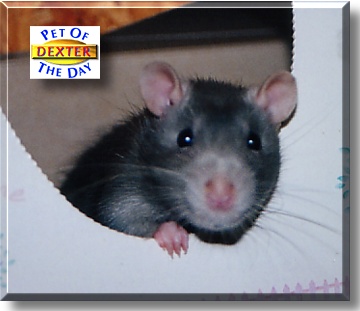 Dexter, the Pet of the Day