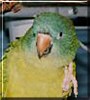 Paco
