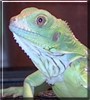 Spike