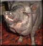 Porkchops