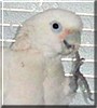 Merlin