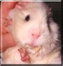 Bobo