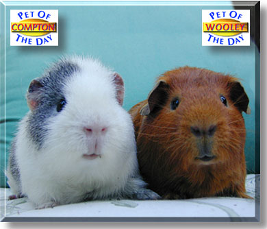 Wooley and Compton, the Pet of the Day