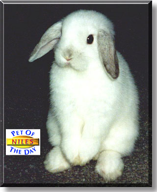 Niles De' Bunnie, the Pet of the Day
