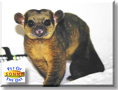 Sonny, the Pet of the Day